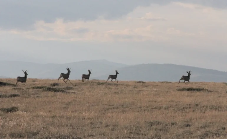 Wyoming Reconsiders Hunting Tag Reforms Amid Public Backlash and Legislative Debate