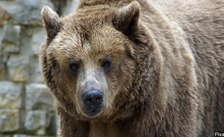 Problem Grizzly Moved South of Yellowstone After Cattle Clash