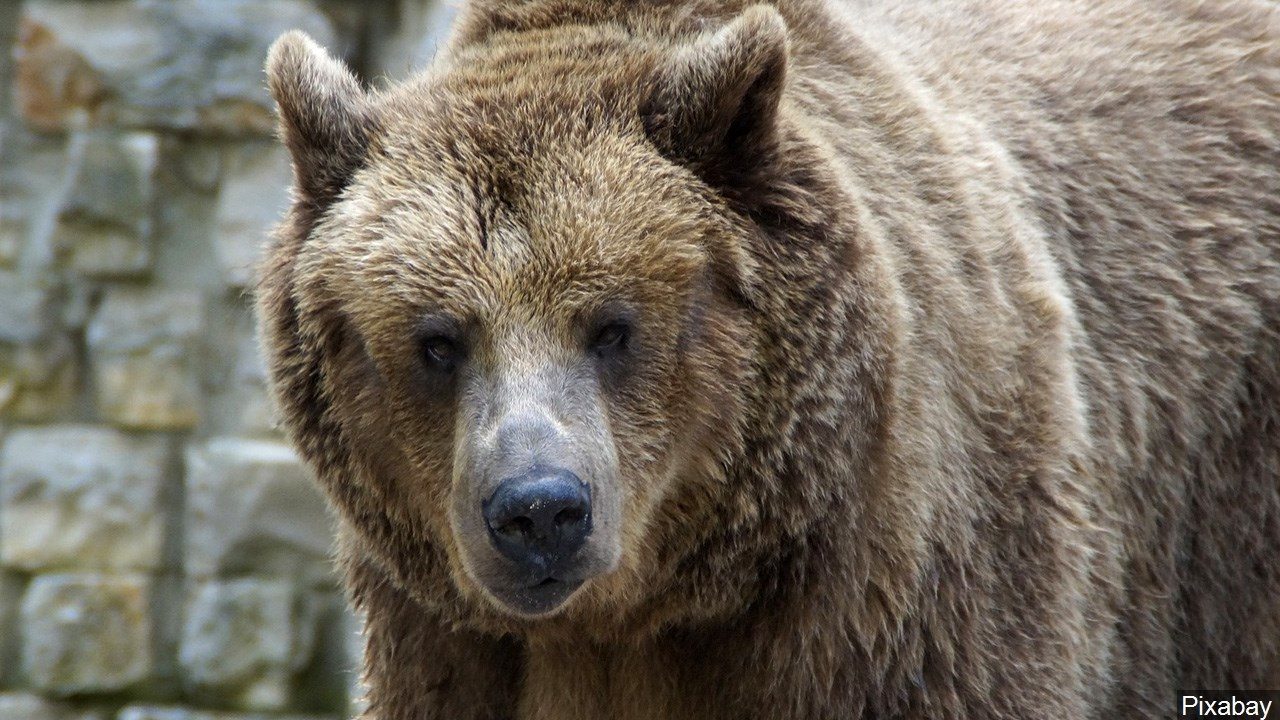 Problem Grizzly Moved South of Yellowstone After Cattle Clash