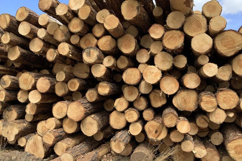 BLM to Offer Timber Sales Covering Over 1,200 Acres in Northeast Wyoming