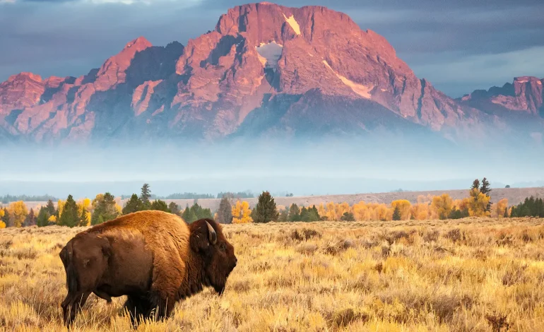 Wyoming Outdoors Community Reacts to Trump’s ‘Make America Beautiful Again’ Initiative