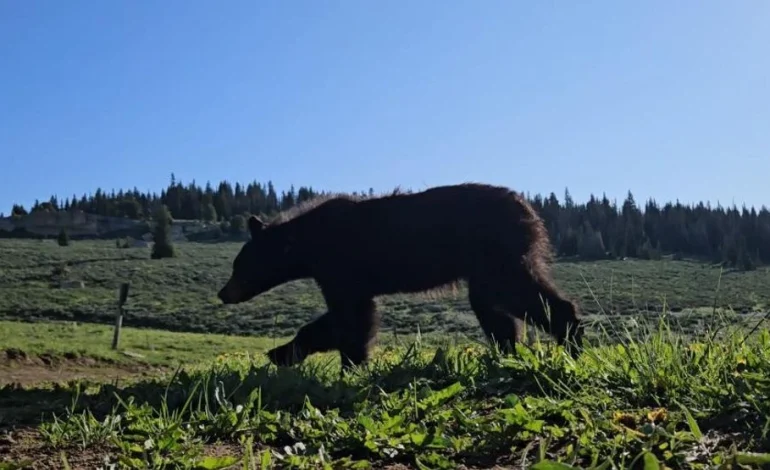 Black Bear Relocated to Bighorn Mountains Following Close Encounters Near Sheridan