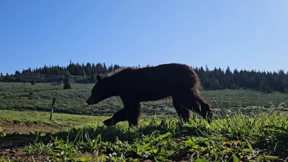 Black Bear Relocated to Bighorn Mountains Following Close Encounters Near Sheridan