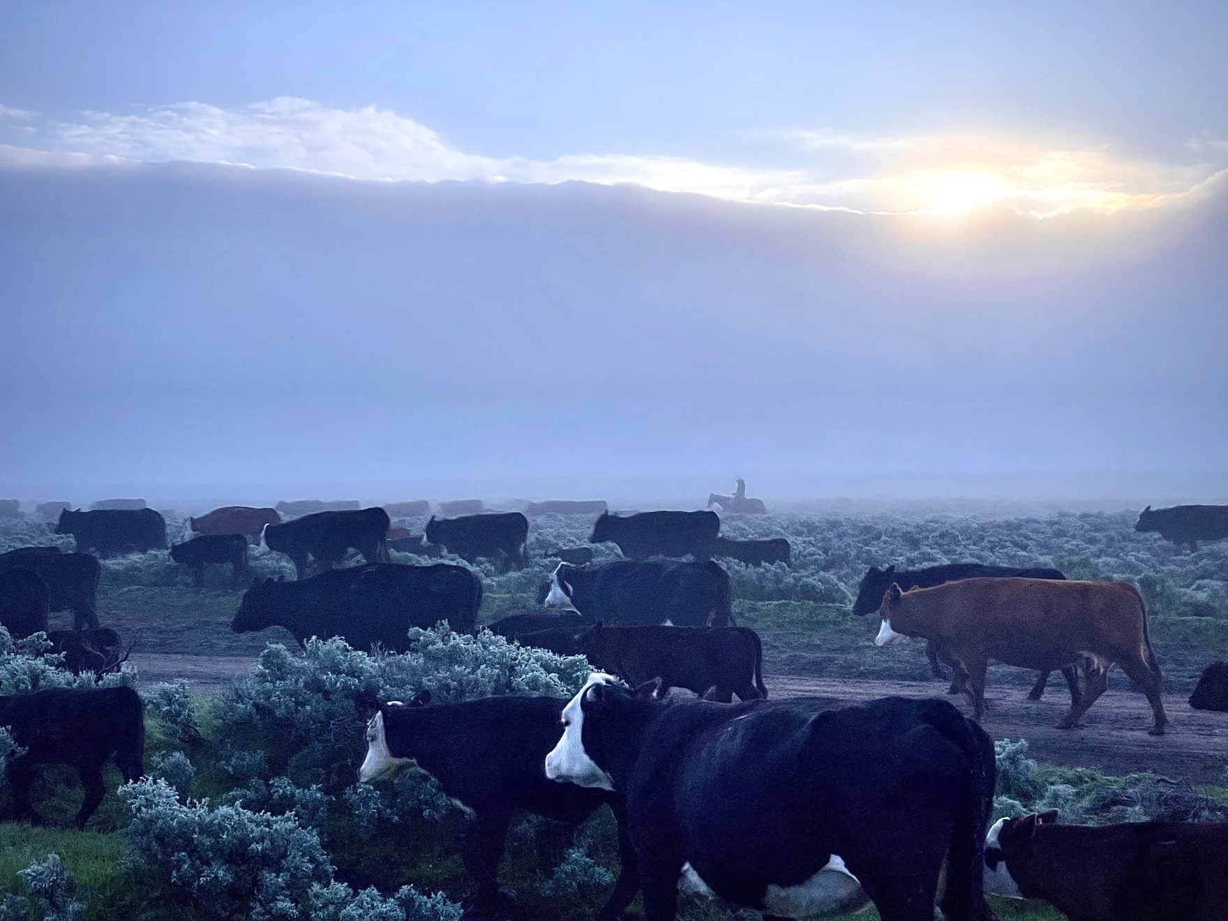 Wyoming Farmers Face Mixed Yields, but Ranchers Cash In as Beef Prices Soar