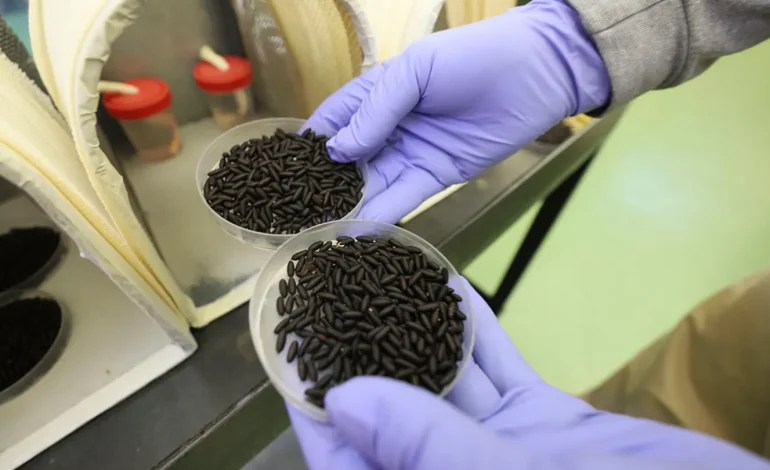 Federal Government to Air‑Drop Sterile Flies in Texas to Combat Flesh‑Eating Maggots