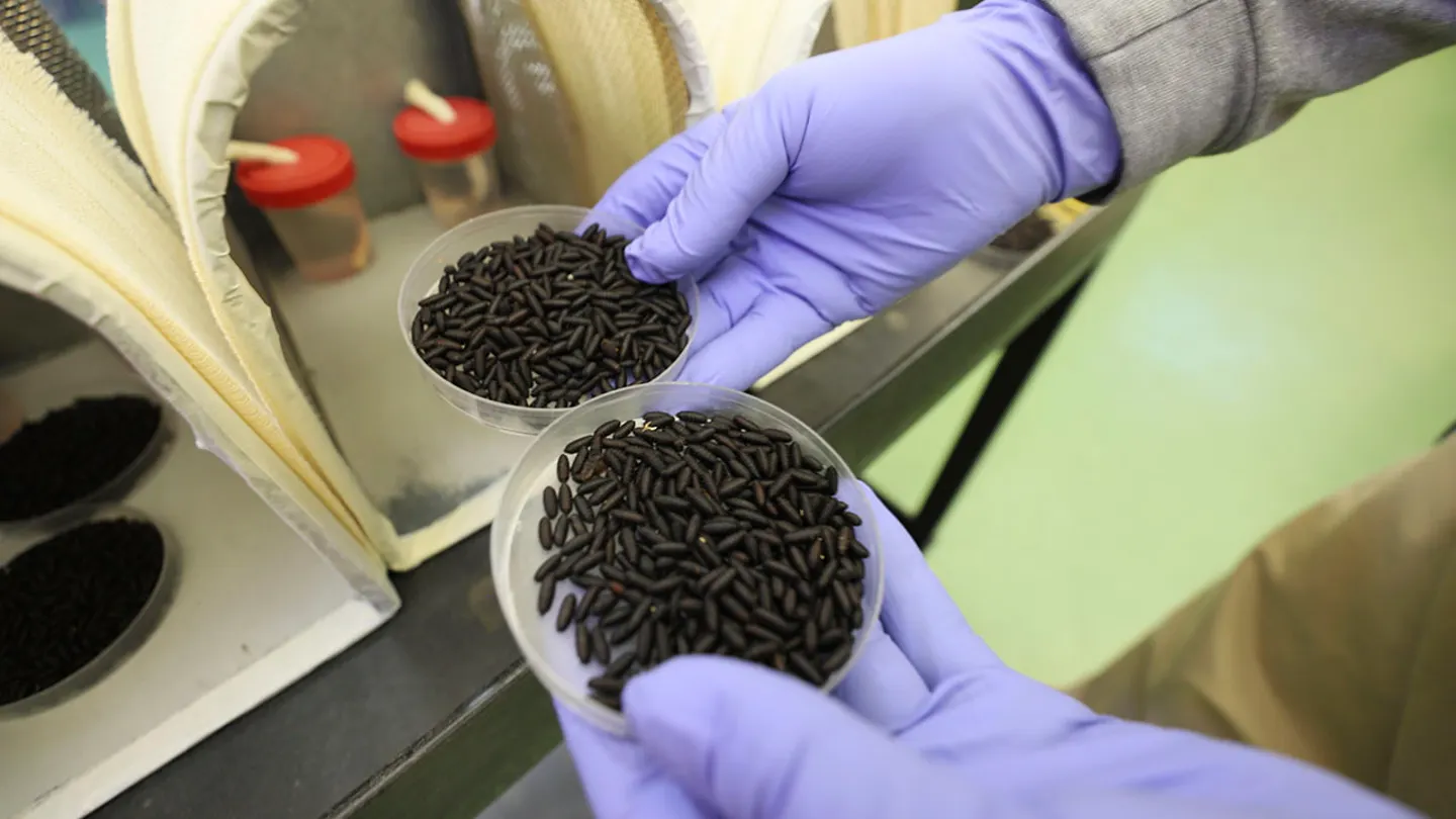 Federal Government to Air‑Drop Sterile Flies in Texas to Combat Flesh‑Eating Maggots