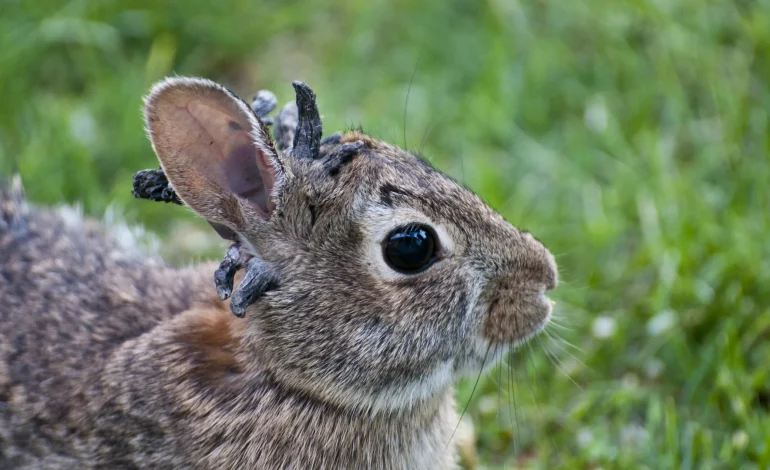 ‘Tentacle Bunnies’ in Colorado Aren’t Mutants — But Wildlife Officials Say Keep Your Distance