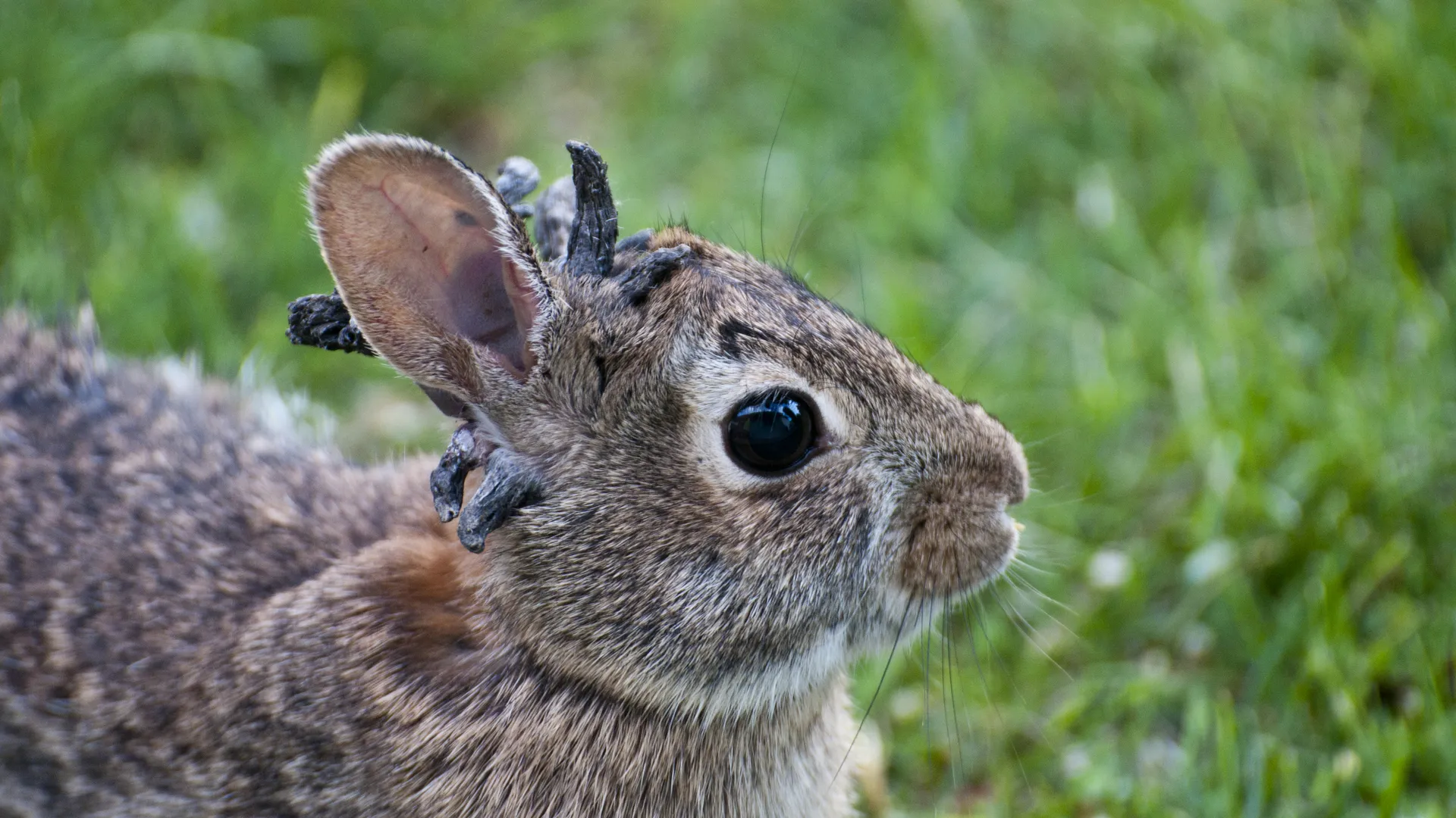 ‘Tentacle Bunnies’ in Colorado Aren’t Mutants — But Wildlife Officials Say Keep Your Distance