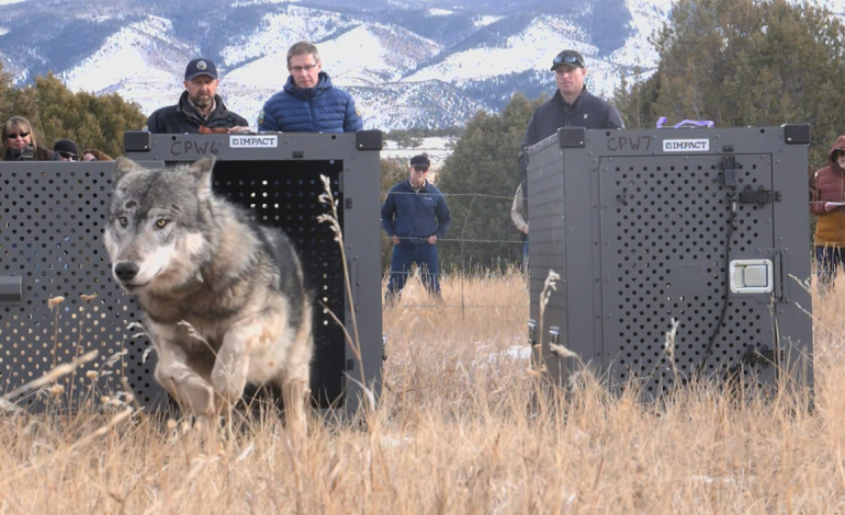 Another Colorado Wolf Crosses into Wyoming — and Doesn’t Make It Back