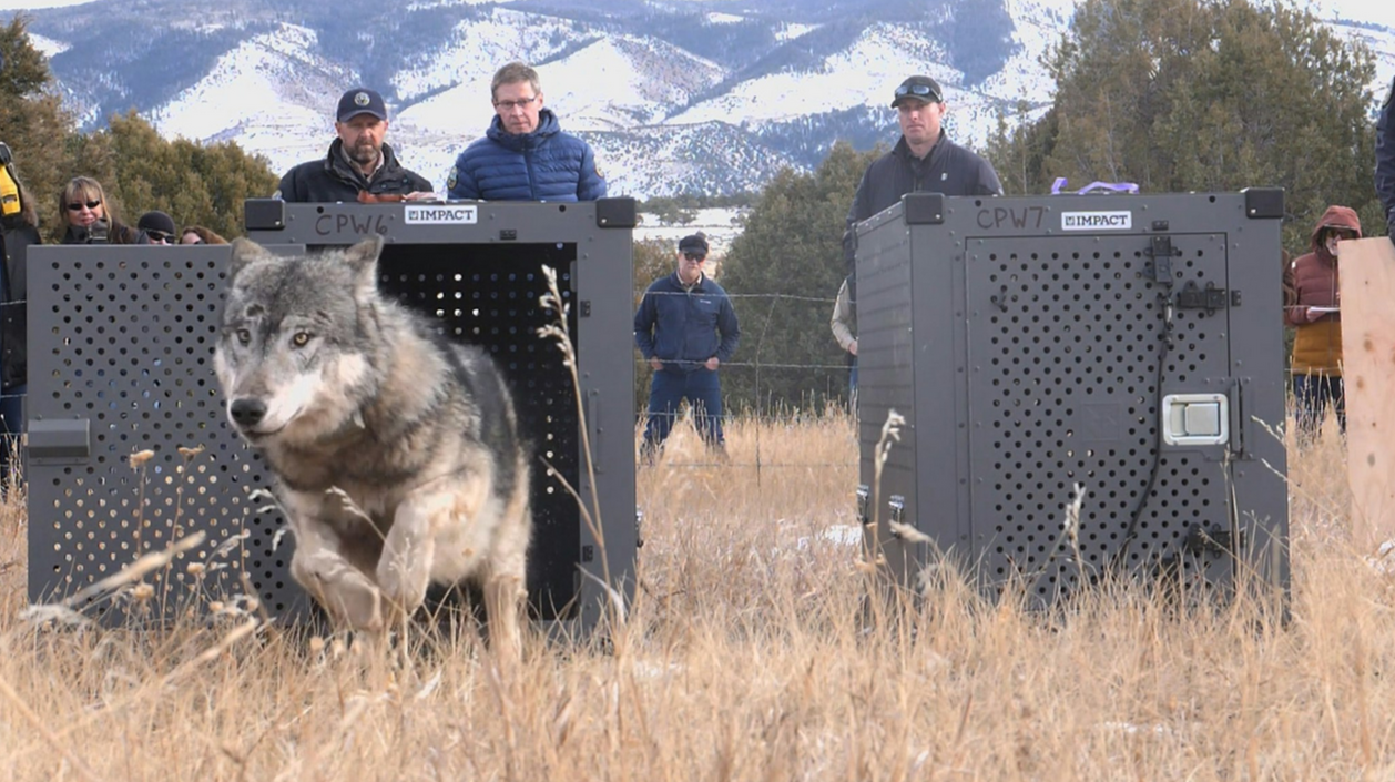 Another Colorado Wolf Crosses into Wyoming — and Doesn’t Make It Back