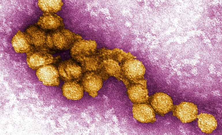 First Case of West Nile in Wyoming Horse This Year Puts Owners on Alert