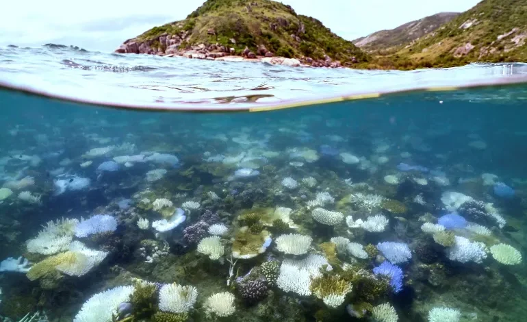 Great Barrier Reef Hit by Worst-Ever Bleaching as Ocean Heat Soars