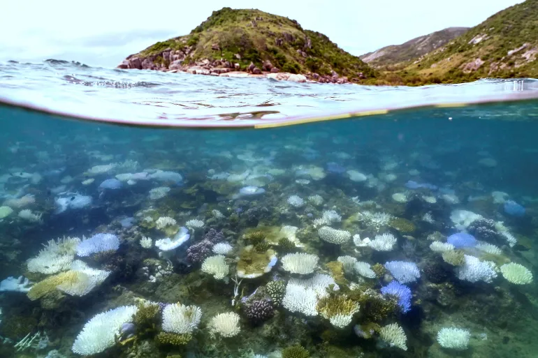 Great Barrier Reef Hit by Worst-Ever Bleaching as Ocean Heat Soars