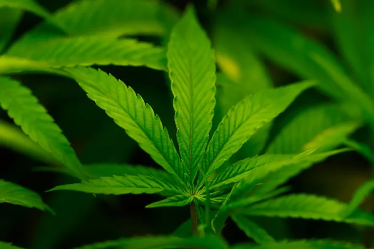 Trump Says He’s Considering Making Marijuana “Less Dangerous” Drug