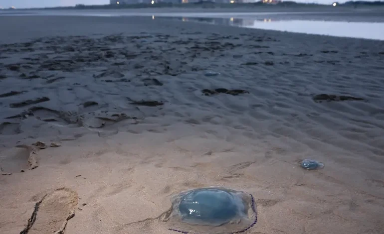 Jellyfish Swarm Forces Shutdown of Four Reactors at France’s Gravelines Nuclear Plant