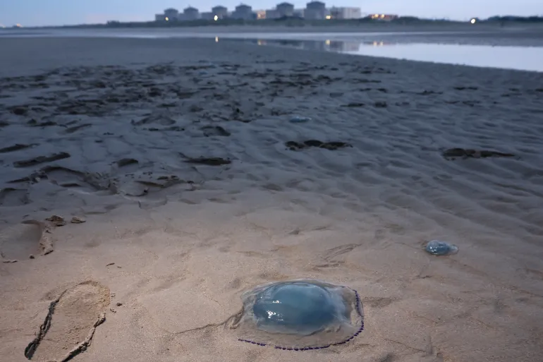 Jellyfish Swarm Forces Shutdown of Four Reactors at France’s Gravelines Nuclear Plant