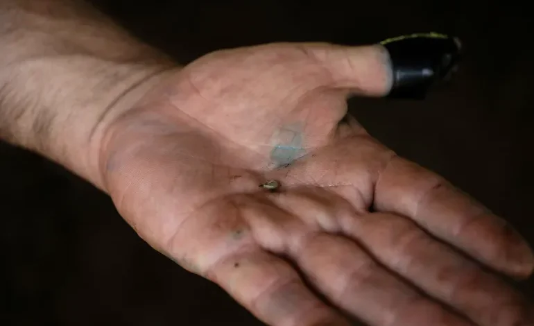 Flesh-eating screwworm cases surge 53% in Mexico, inching towards US border