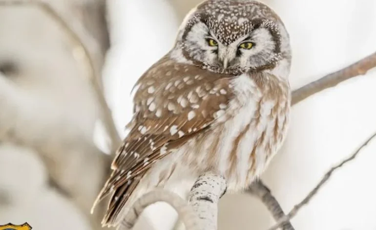 Wyoming’s 2026 Wildlife Calendar Up for Preorder