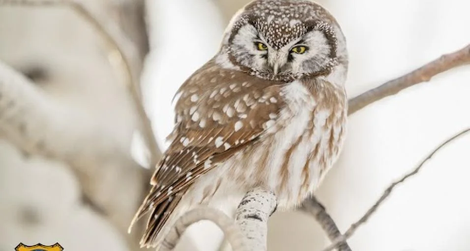 Wyoming’s 2026 Wildlife Calendar Up for Preorder