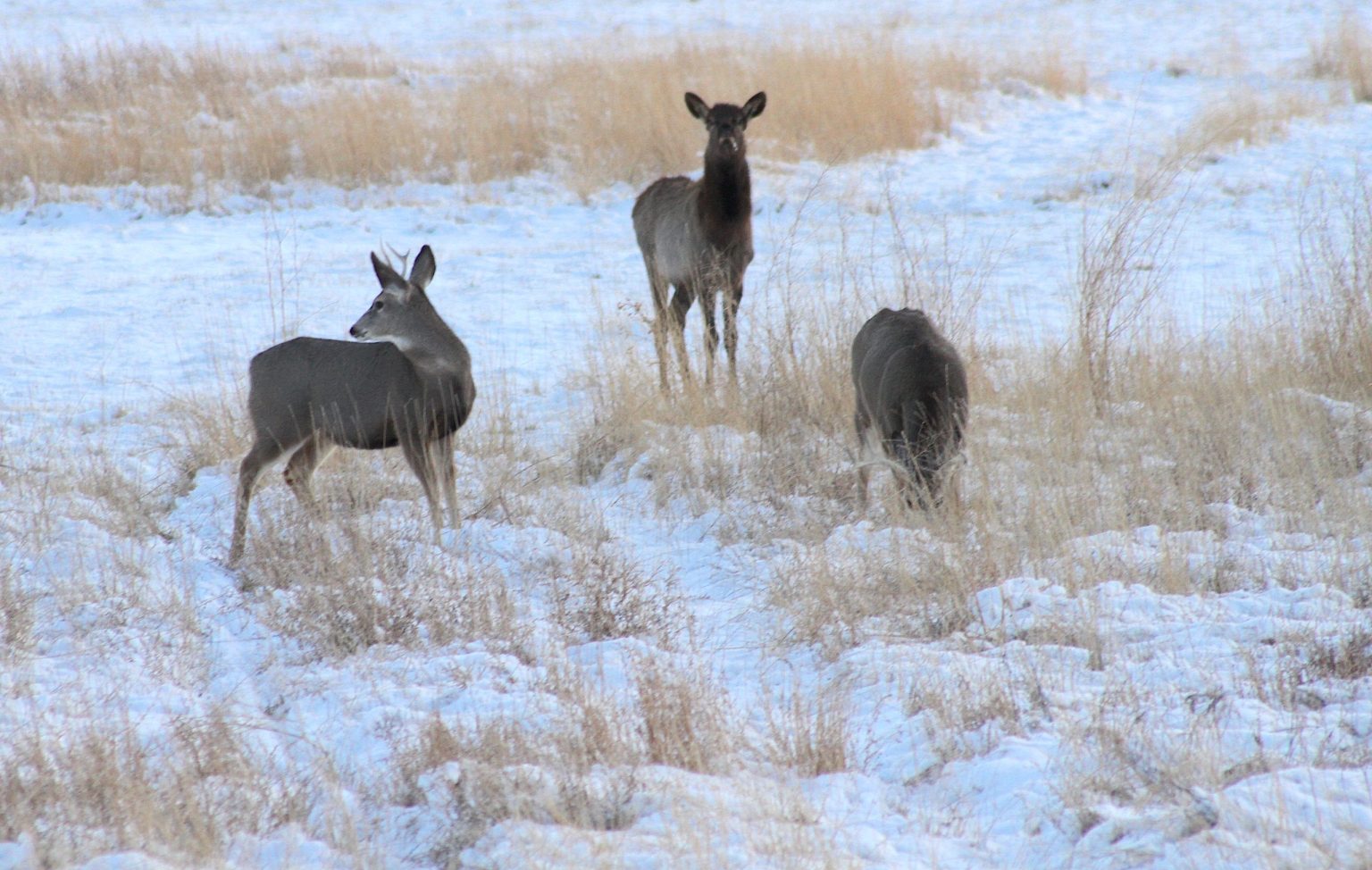 From Ghost Herds to Hard Numbers: Wyoming Finally Counts Its Most Elusive Elk