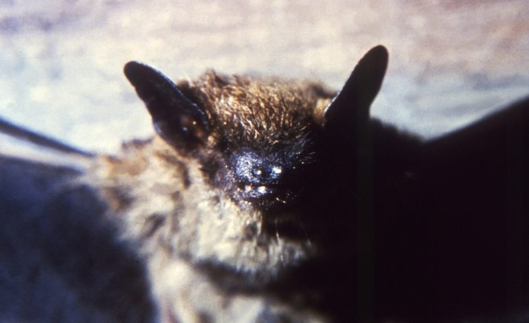Bat Colony in Grand Teton Lodge Triggers Rabies Scare for Hundreds of Guests