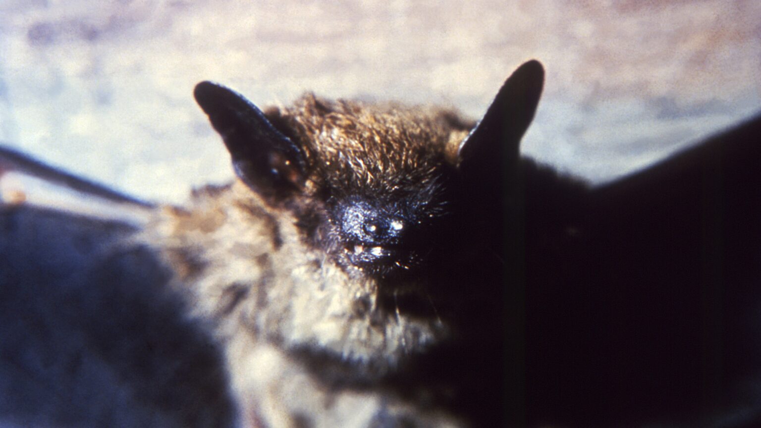 Bat Colony in Grand Teton Lodge Triggers Rabies Scare for Hundreds of Guests