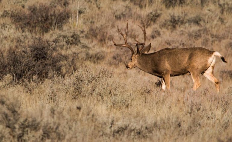 Later Season Dates Shake Up Deer Hunting in Southeast Wyoming