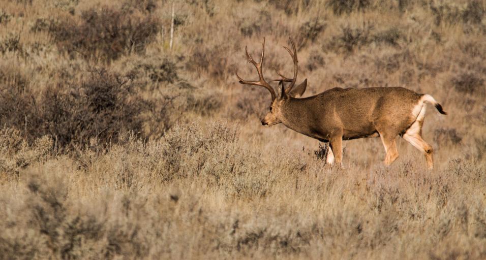 Later Season Dates Shake Up Deer Hunting in Southeast Wyoming