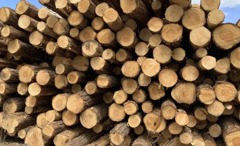 Wyoming Timber Company Snags $218K Worth of Public Land Harvest Rights