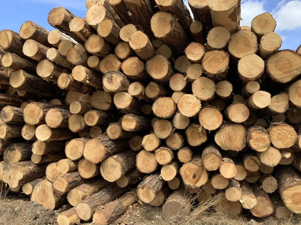 Wyoming Timber Company Snags $218K Worth of Public Land Harvest Rights