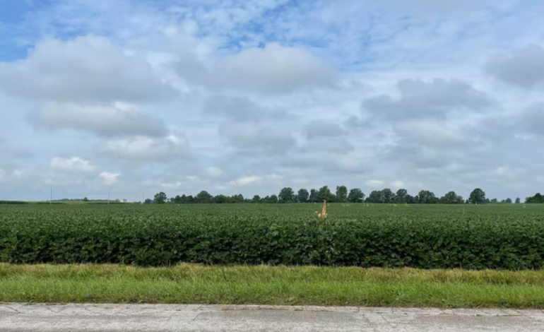 Trump Tells China: Buy Four Times More US Soybeans — Analysts Say ‘Not Gonna Happen’