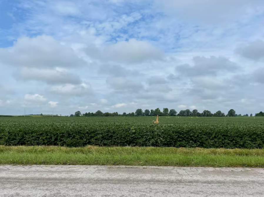 Trump Tells China: Buy Four Times More US Soybeans — Analysts Say ‘Not Gonna Happen’