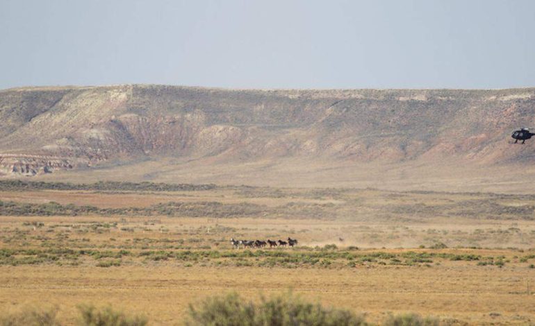 Wyoming Wild Horse Roundup Ends Early After 1,600+ Horses Captured — and It’s Breaking Hearts