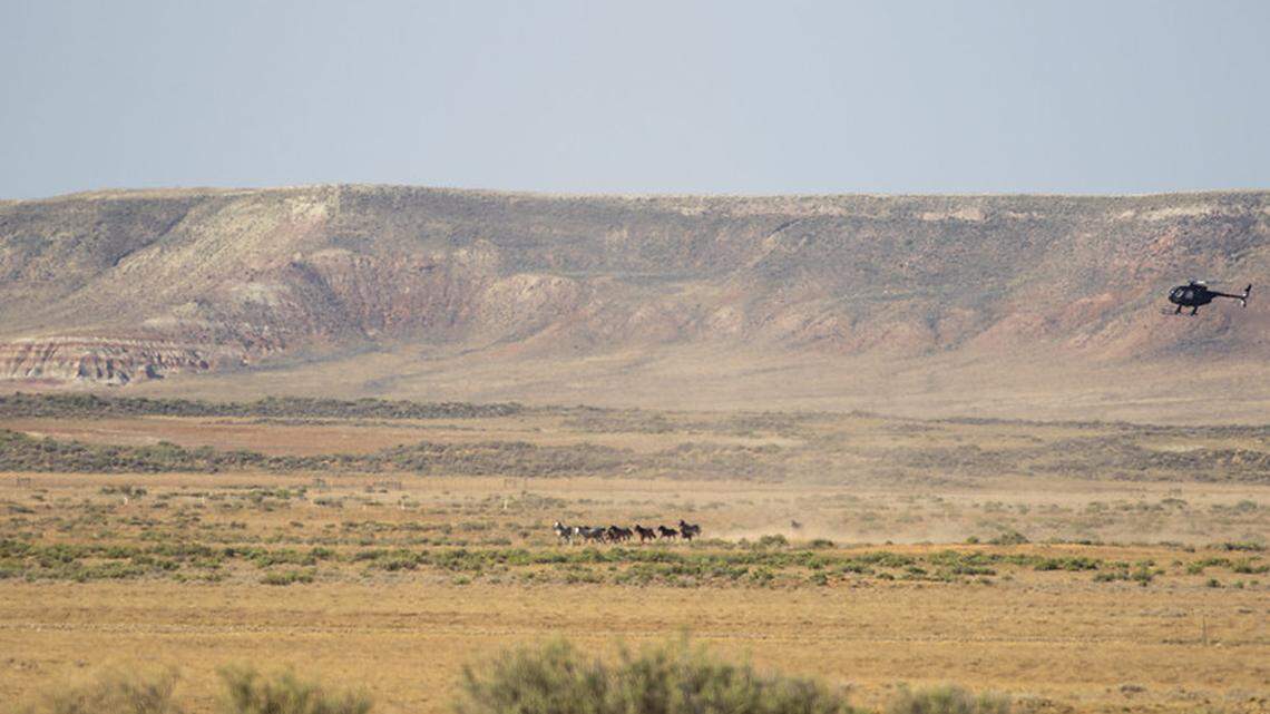 Wyoming Wild Horse Roundup Ends Early After 1,600+ Horses Captured — and It’s Breaking Hearts