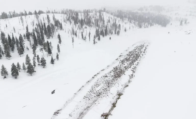 Feds Give Green Light to 3 More Years of Elk Feeding in CWD Hotspot Despite Growing Concerns