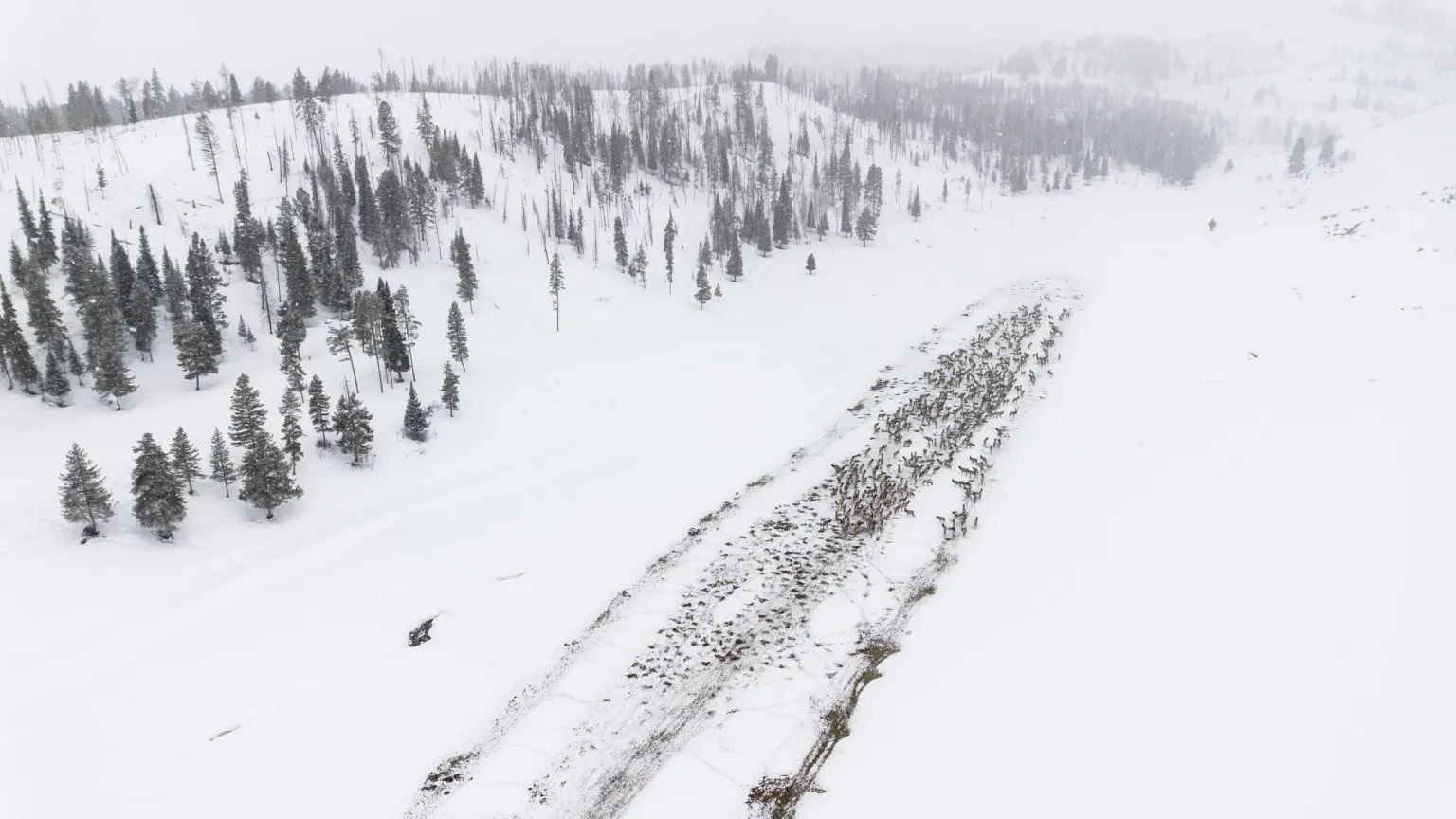 Feds Give Green Light to 3 More Years of Elk Feeding in CWD Hotspot Despite Growing Concerns