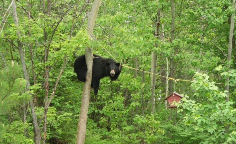 Black Bear Put Down After Causing Trouble at Wyoming Campground