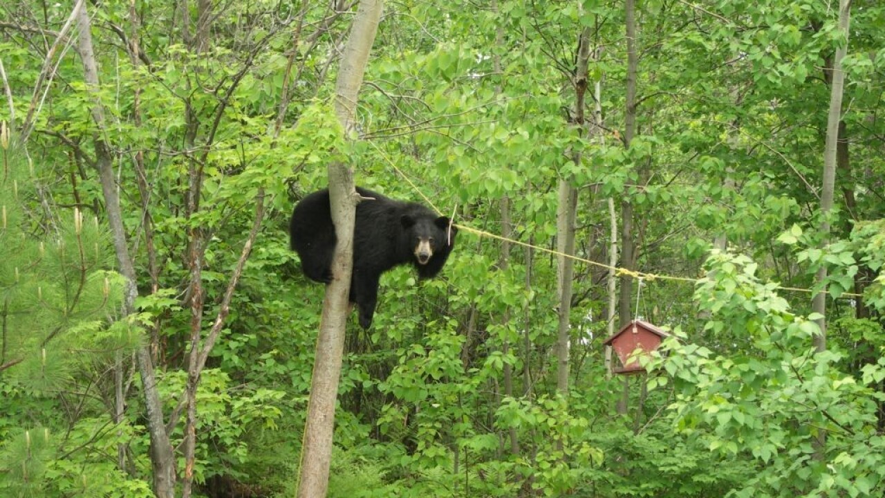 Black Bear Put Down After Causing Trouble at Wyoming Campground