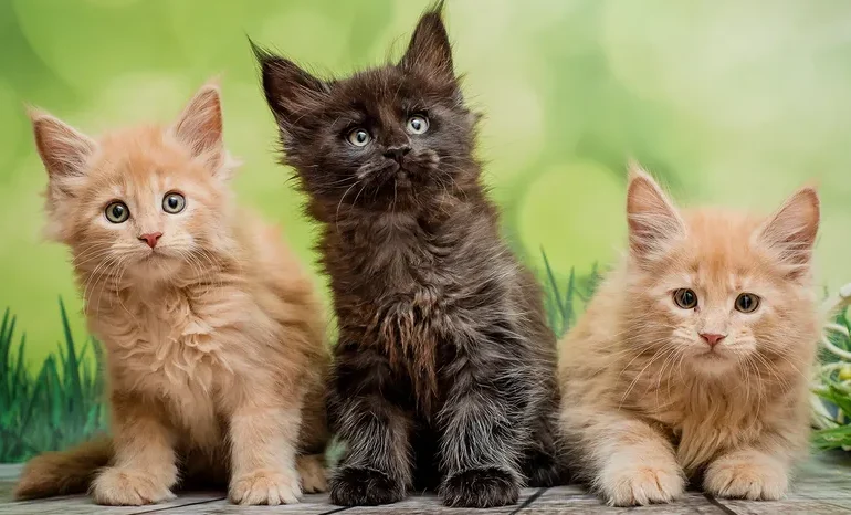 Cats Could Help Crack the Code on Human Cancer Treatments