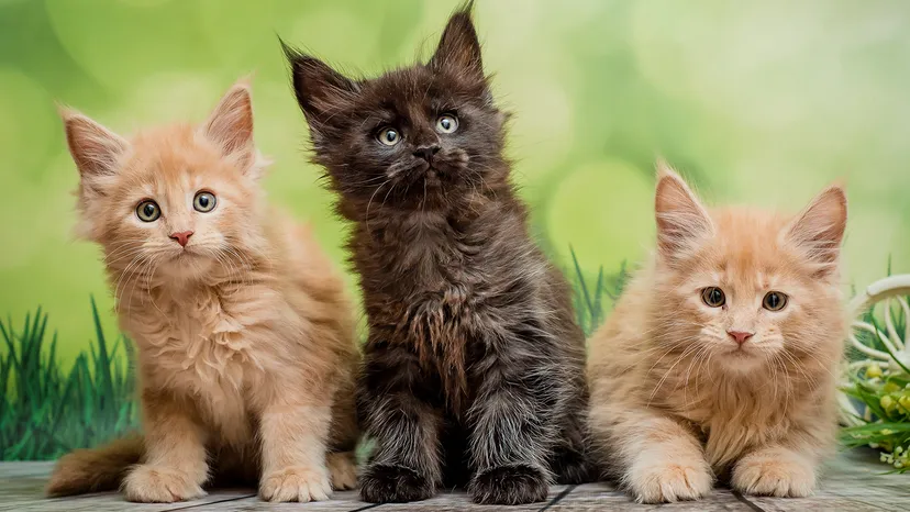 Cats Could Help Crack the Code on Human Cancer Treatments