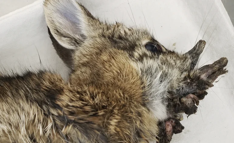 Colorado’s “Zombie Rabbits” Aren’t Monsters — Just Victims of Common Virus