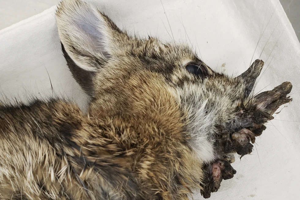 Colorado’s “Zombie Rabbits” Aren’t Monsters — Just Victims of Common Virus