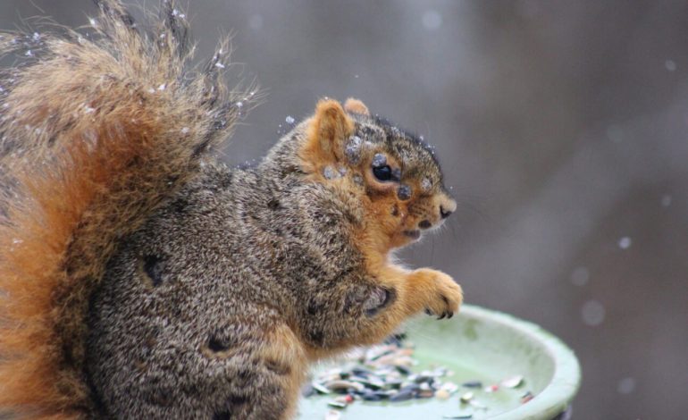 From “Frankenstein Bunnies” to “Zombie Squirrels”: Strange Animal Sightings Raise Eyebrows in the Rockies