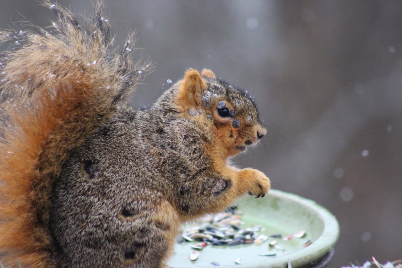 From “Frankenstein Bunnies” to “Zombie Squirrels”: Strange Animal Sightings Raise Eyebrows in the Rockies