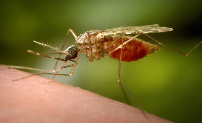 China Takes to the Skies (and the Streets) to Battle Mosquito Virus Outbreak