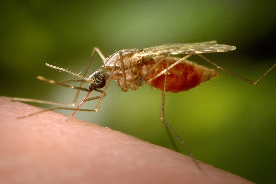 China Takes to the Skies (and the Streets) to Battle Mosquito Virus Outbreak