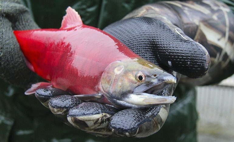 Heads-up, Anglers: Fall Closures at Flaming Gorge & the Green—Dates, Reasons, and Where to Fish Instead