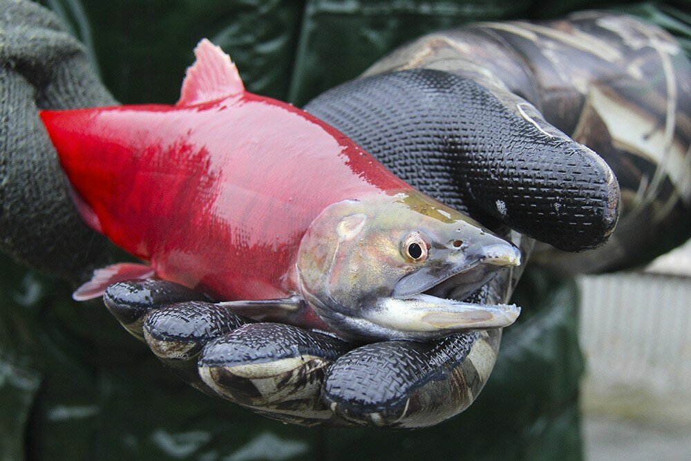 Heads-up, Anglers: Fall Closures at Flaming Gorge & the Green—Dates, Reasons, and Where to Fish Instead