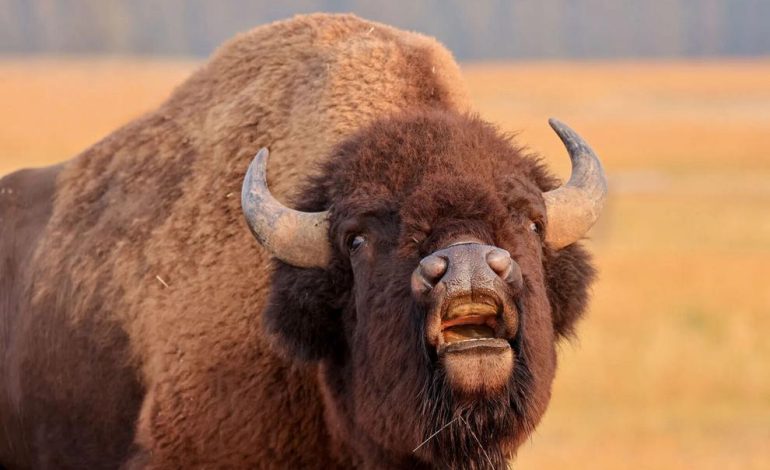 Two tons of attitude: Wyoming’s bison launch the rut