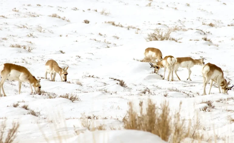 Wyoming Trims Pronghorn Corridor, Stirring Pushback from Biologists